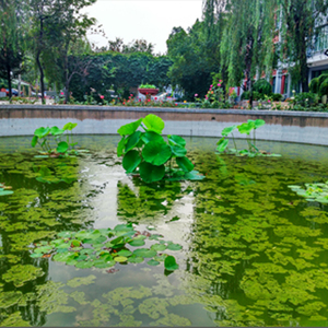 景观水杀菌除燥剂