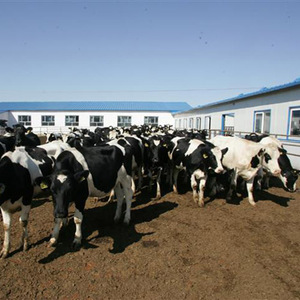 奶牛场养殖场杀菌消毒剂去异味